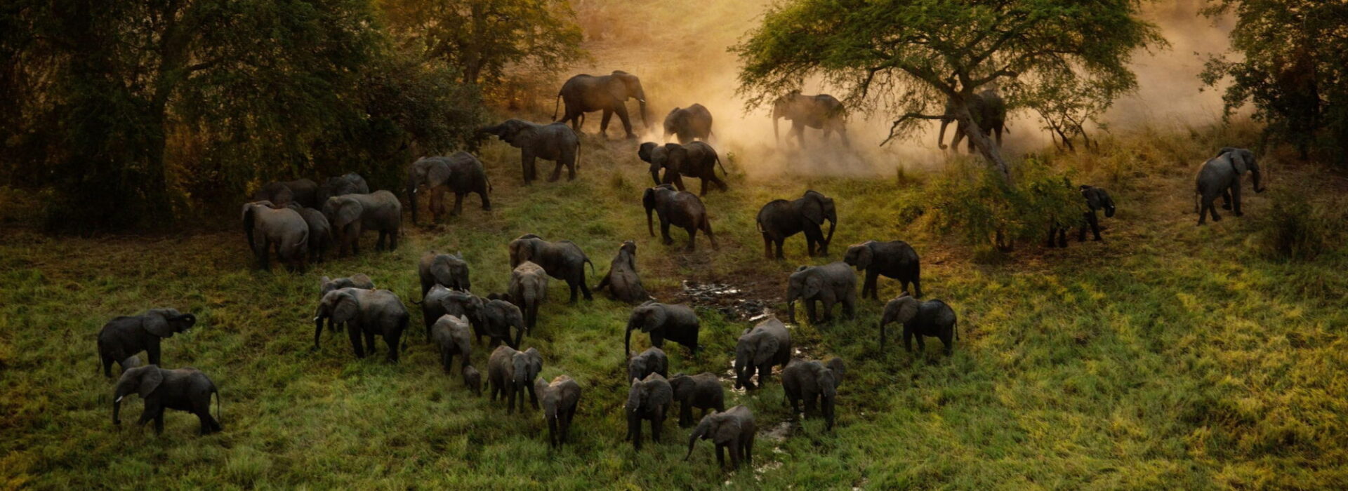 The Last Animals Foundation